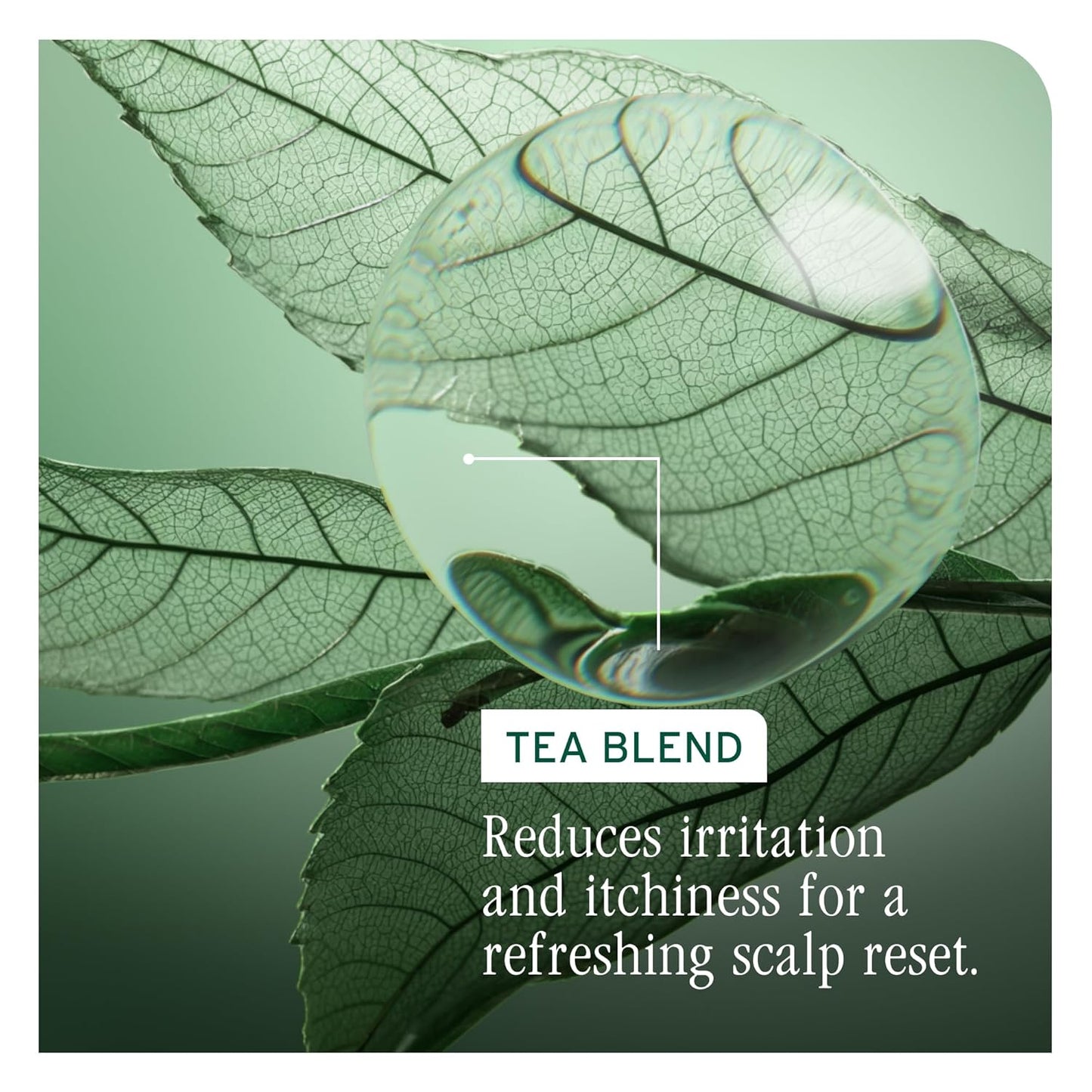 Shampooing antipelliculaire Biolage Scalp Sync - 400 ml